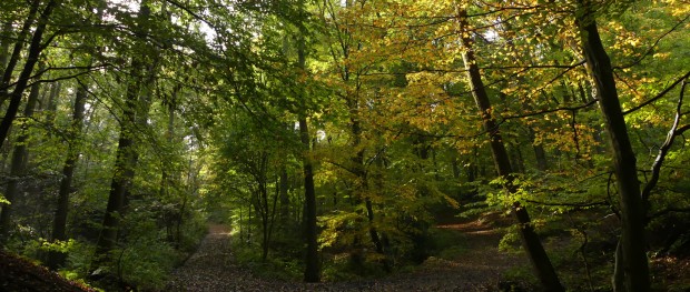 Naturschutzgebiet Funckenhauser Bachtal