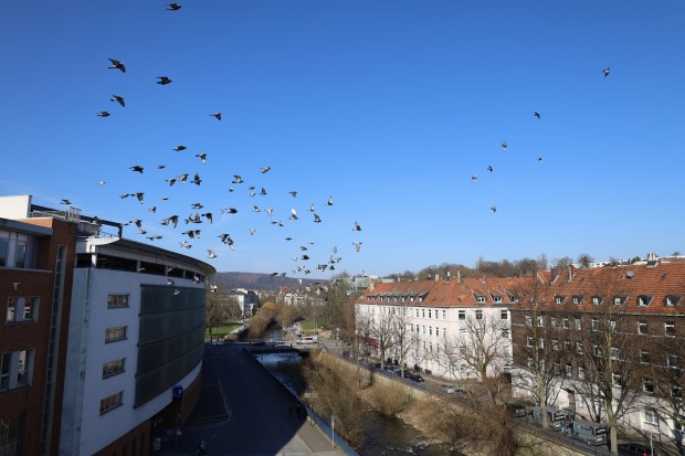 In der Hagener Innenstadt leben viele Tauben. (Foto: Aaron Schlütter/Stadt Hagen)