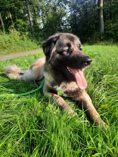 Oskar (Foto: Tierheim Hagen)